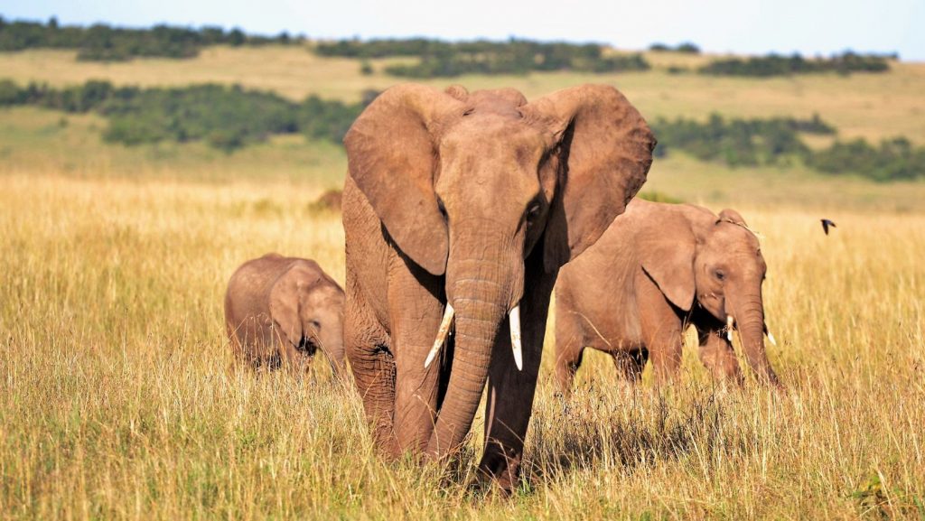 Kenya Safari elephants