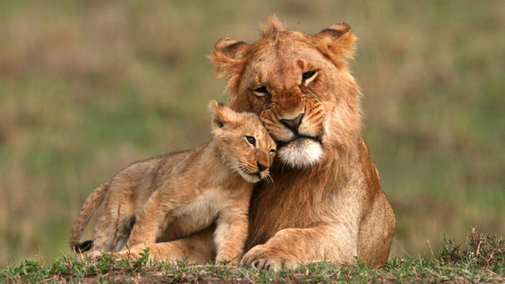Lions Safari
