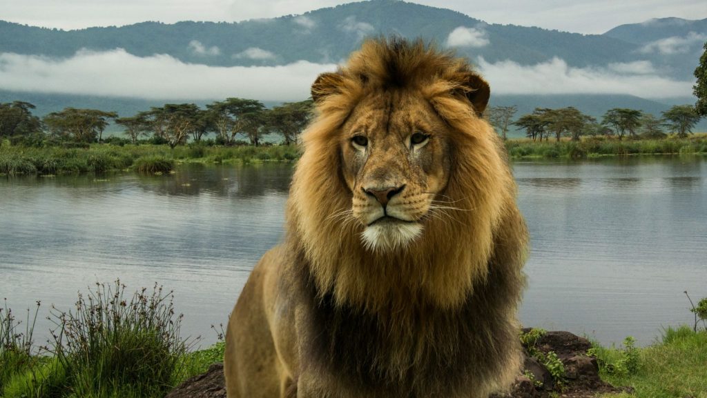Lion serengeti